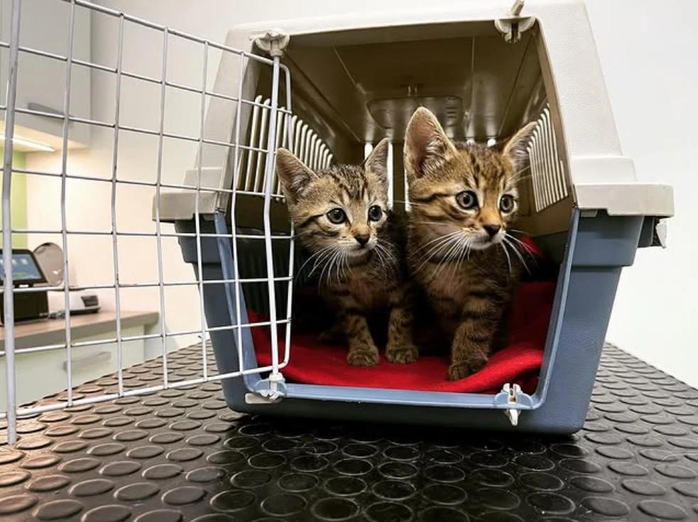 Mačiatka v prepravke vo veterinárnej ambulancii